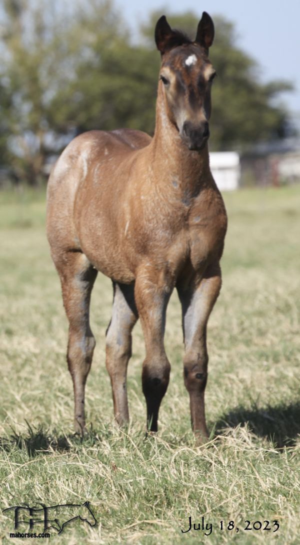 Blue Tac's 2023 Roan Colt